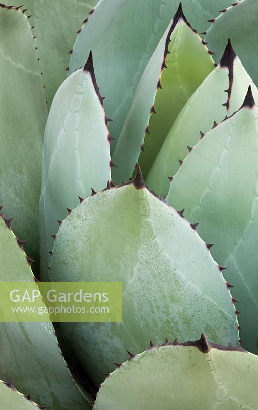 Agave parryi 
