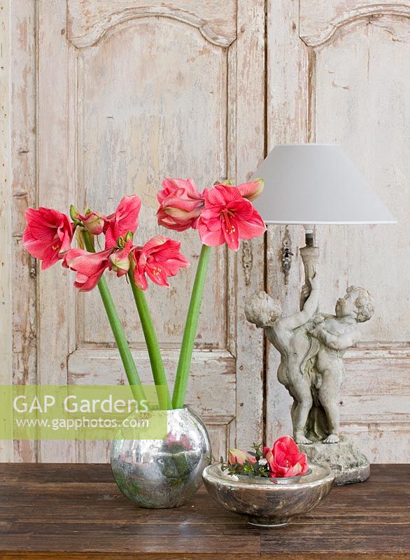 Amaryllis - Hippeastrum 'Hercules' in silver container on wooden table
