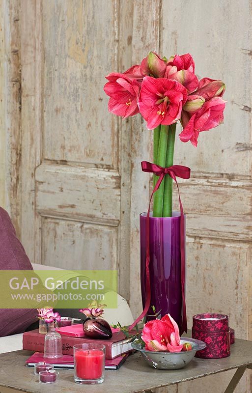 Amaryllis - Hippeastrum 'Hercules' in purple container on metal table