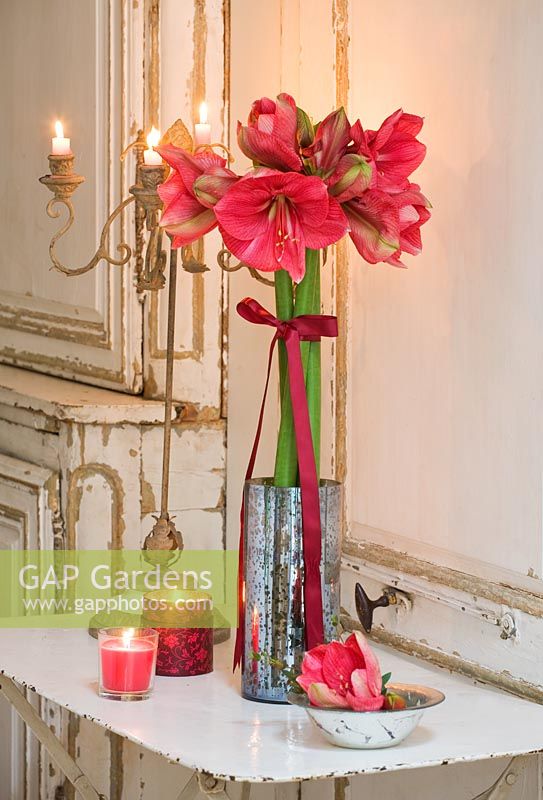 Amaryllis - Hippeastrum 'Hercules' in silver container on metal table