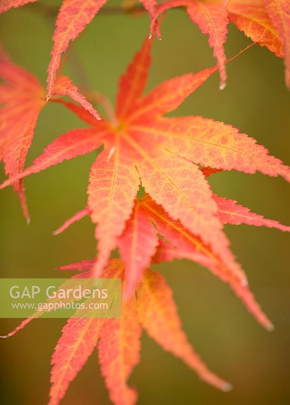 Acer palmatum 'Chikumand' 