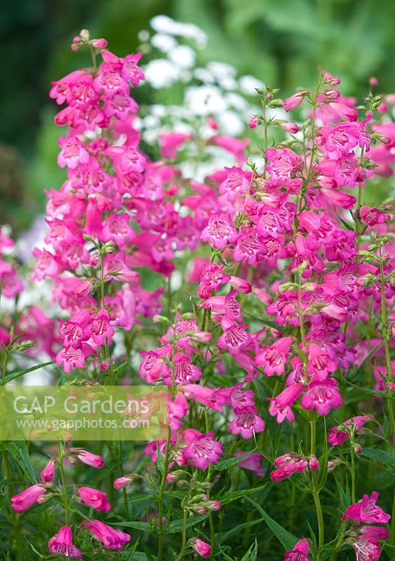 Penstemon 'Just Jayne' - Meadow Farm, Worcestershire 
 