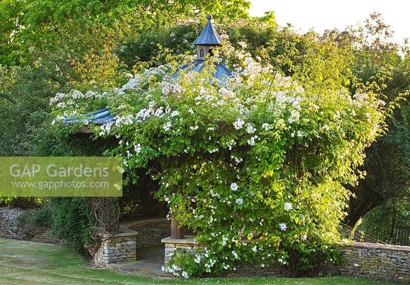 Gazebo smothered in white climbing Rosa