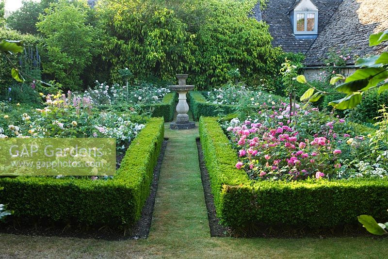 Parterre with Rosa - Roses and low Buxus - Box hedges