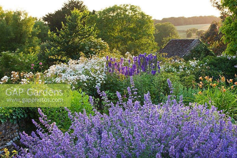 Informal borders with blue and white colour theme. Nepeta - Catmint in foreground