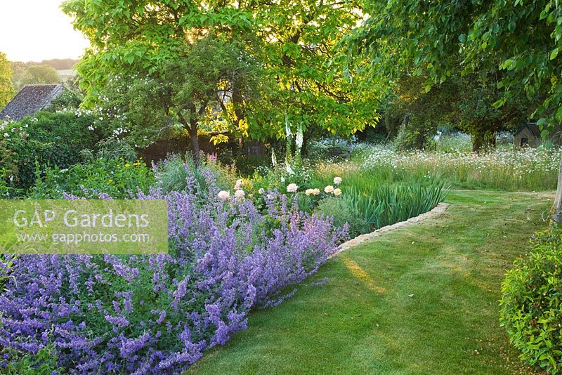 Grass path through informal borders in country garden. Nepeta - Catmint in foreground 