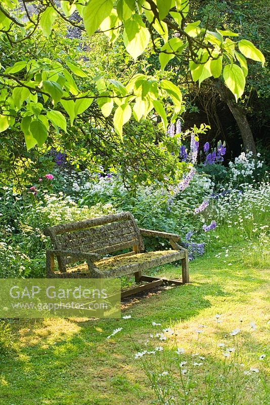 Mossy wooden bench under tree