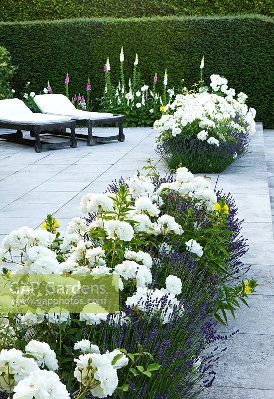 Beds of white Rosa and Lavandula set in to patio