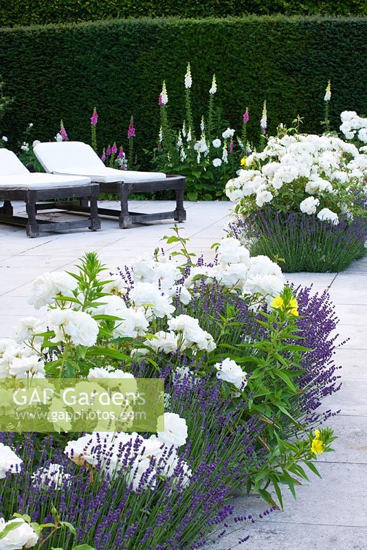 Beds of white Rosa and Lavandula set in to patio
