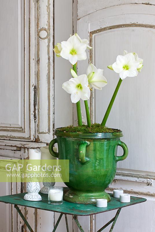 Amaryllis - Hippeastrum 'Christmas Gift' in green glazed container