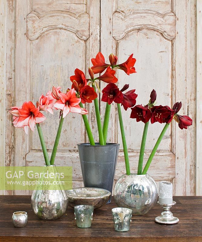 Table arrangement with Amaryllis - Hippeastrum 'Charisma', 'Ferrari' and 'Benfica' in containers