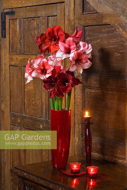 Hallway with wooden panels and vase filled with cut flowers of Amaryllis - Hippeastrum 'Charisma', 'Ferrari' and 'Benfica'