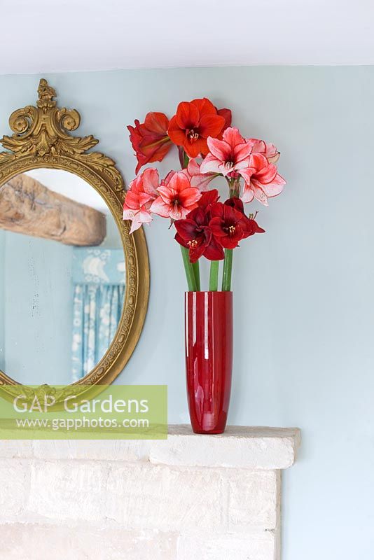 Mantelpiece with vase filled with cut flowers of Amaryllis -Hippeastrum 'Charisma', 'Ferrari' and 'Benfica'
 
