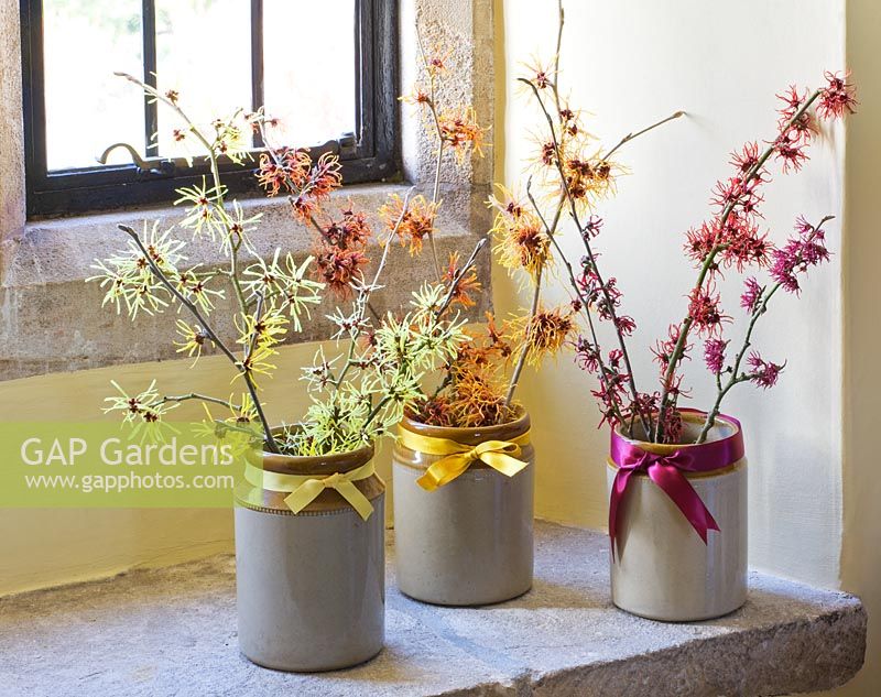 Hamamelis 'Anne', 'Coombe Wood', japonica var megalophylla', 'Angelly', 'Aphrodite', 'Gingerbread', 'Glowing Embers', 'Rubin', 'Foxy Lady' and 'Magic Fire', in stone jars on windowsill