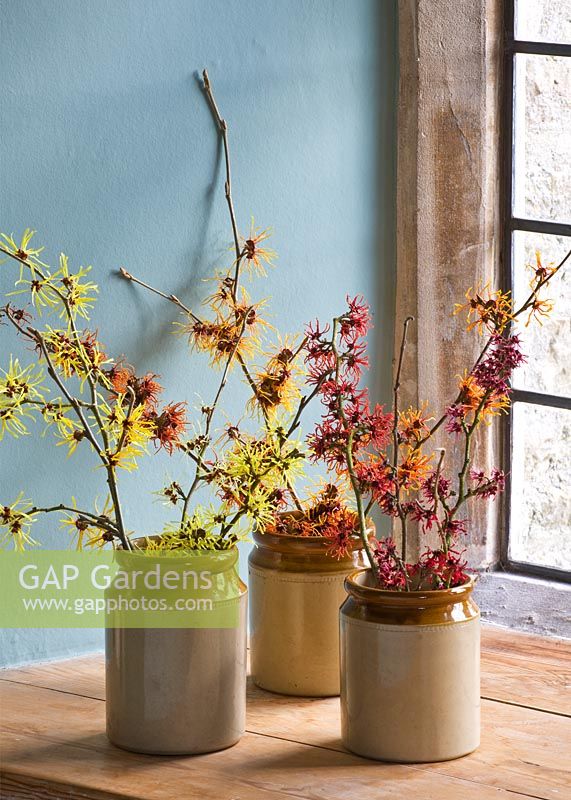 hamamelis 'anne', 'coombe wood', japonica var megalophylla', 'angelly', 'aphrodite', 'gingerbread', 'glowing embers', 'rubin', 'foxy lady' and 'magic fire', in stone jars on windowsill