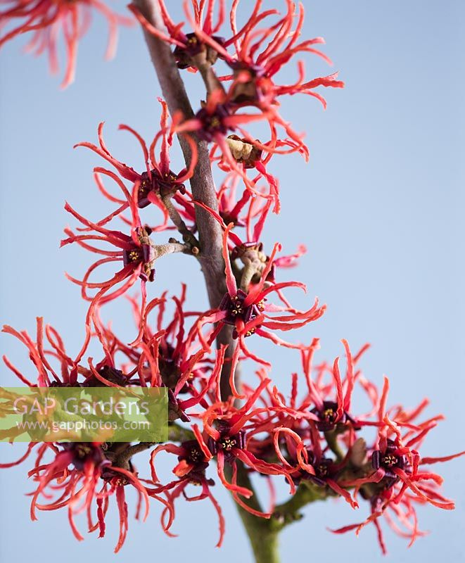 Close up of the red flowers of Hamamelis 'Foxy Lady'