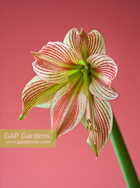 Close up of the flowers of Amaryllis Hippeastrum 'Exotic Star'
