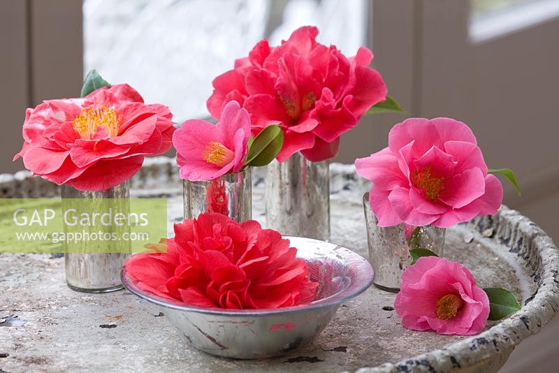 Camellia's in vases