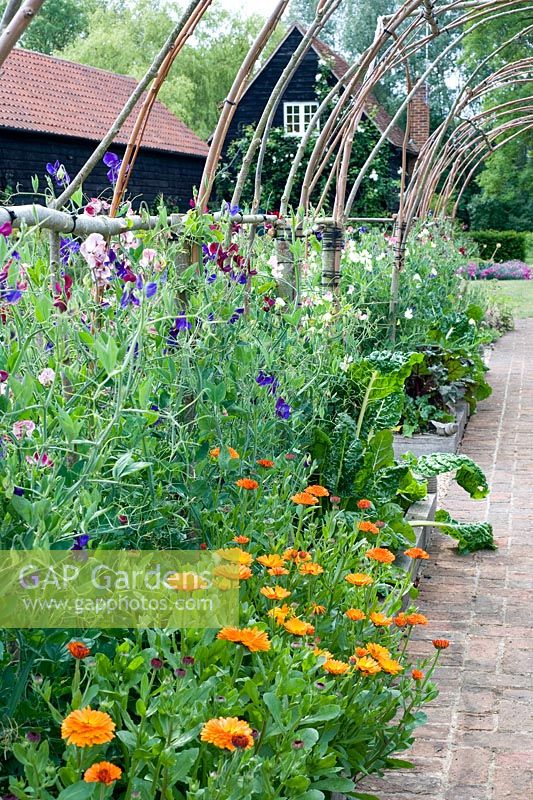 Hazel tunnel with Lathyrus odorata - Sweetpeas underplanted with vegetables and calendula