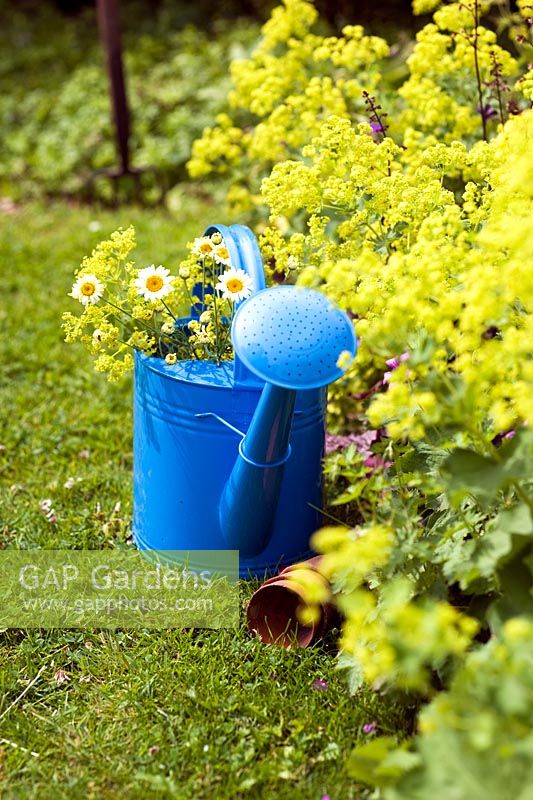 Daisies in blue watering can next to border of Achemilla mollis