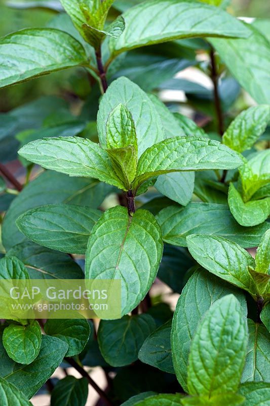 Mentha piperita 'Chocolate Mint' 