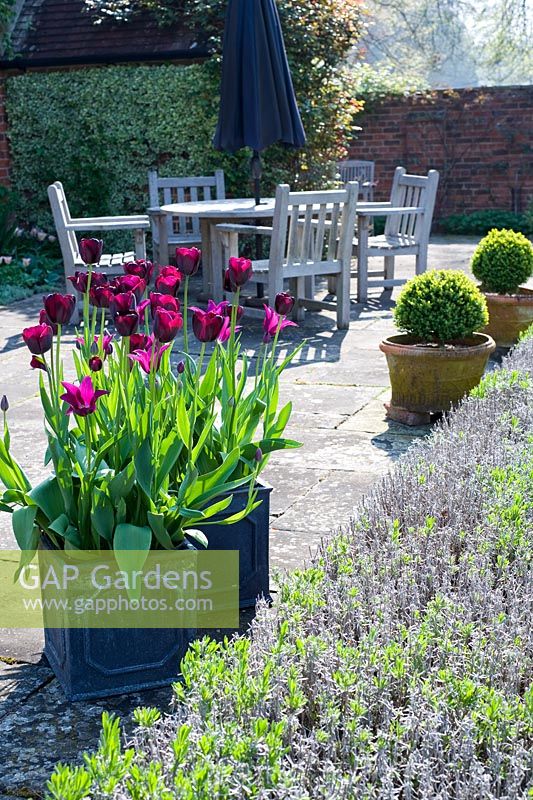 Spring terrace with pots of plum coloured tulips