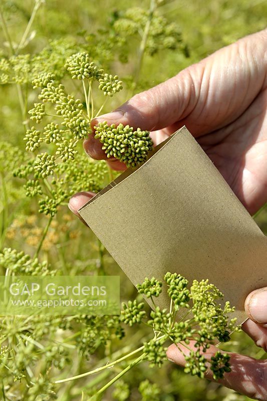 Petroselinum crispum - Parsley seeds being collected into a paper envelope