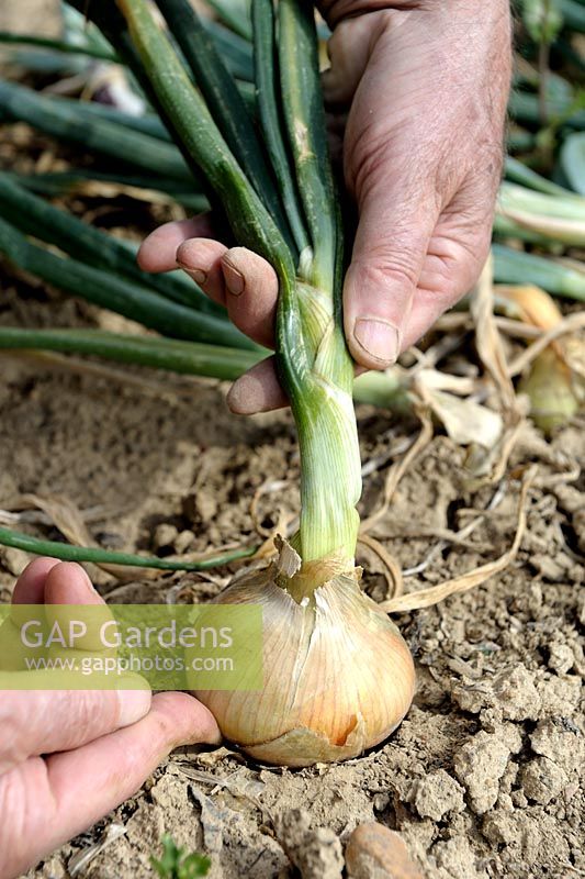 Allium cepa - Harvesting White Onion 'Jaune Paille des Vertus'