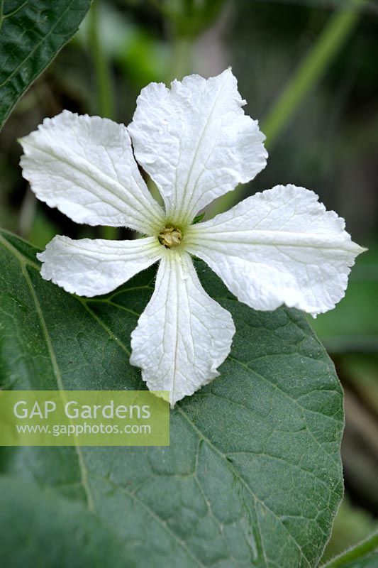 Lagenaria siceraria - Bottle gourd or Calabash flower