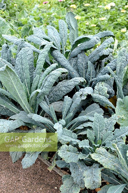 Brassica oleracea 'Nero di Toscana' - Black Tuscan Cabbage