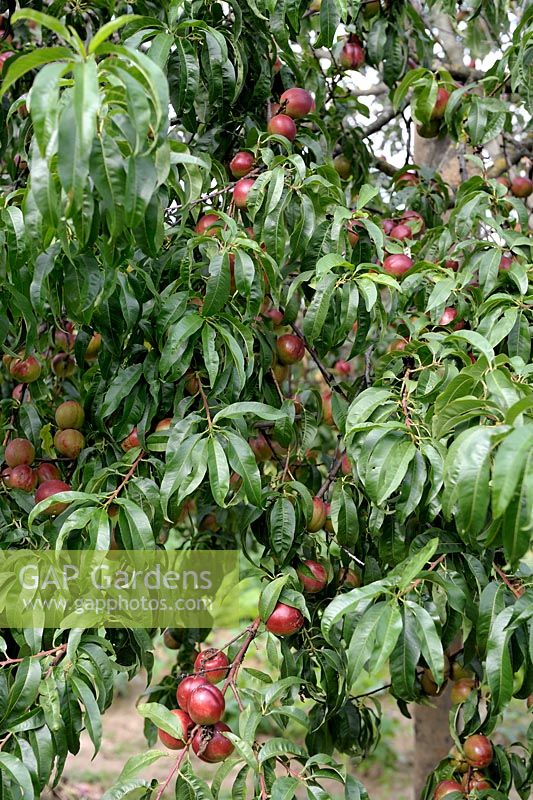 Prunus persica var nucipersica - Nectarines on tree