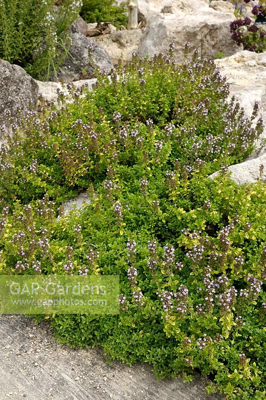 Thymus serpyllum - Breckland or Creeping Thyme