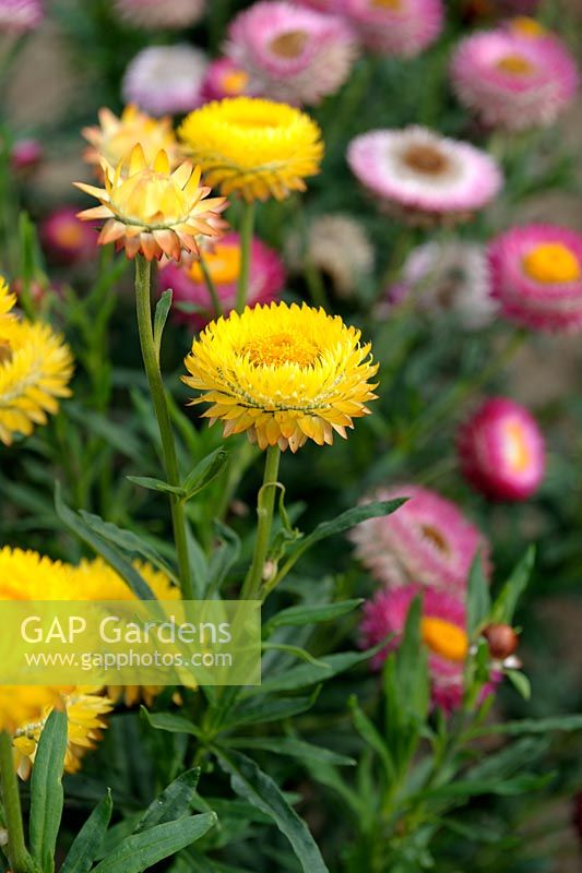 Xerochrysum bracteatum - Golden Everlasting