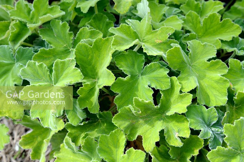 Pelargonium tomentosum - Peppermint Scented Geranium