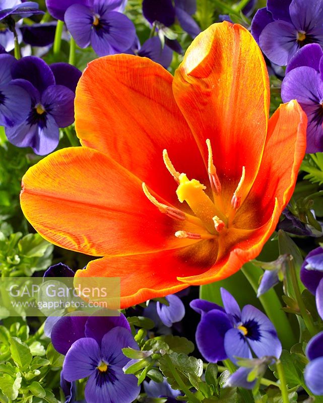 Tulipa Kaufmanniana 'Love Song' close up of orange tulip 