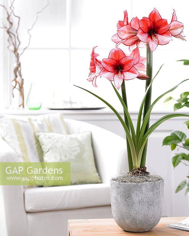 Hippeastrum Charisma - red flowering plant in container 