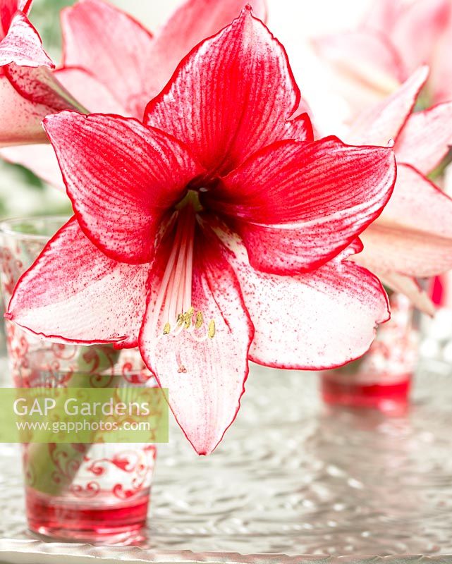 Hippeastrum 'Charisma' - Close up of red and white flower in glass 