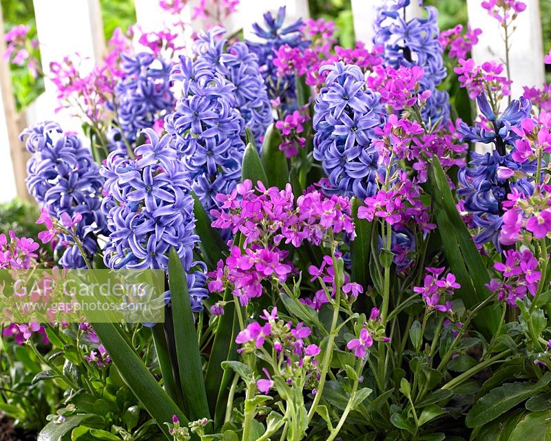 Hyacinthus 'Skyline'... stock photo by Visions, Image: 0266798