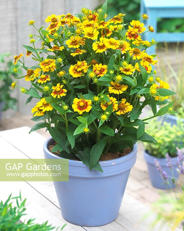 Helenium - Yellow flowers in container 