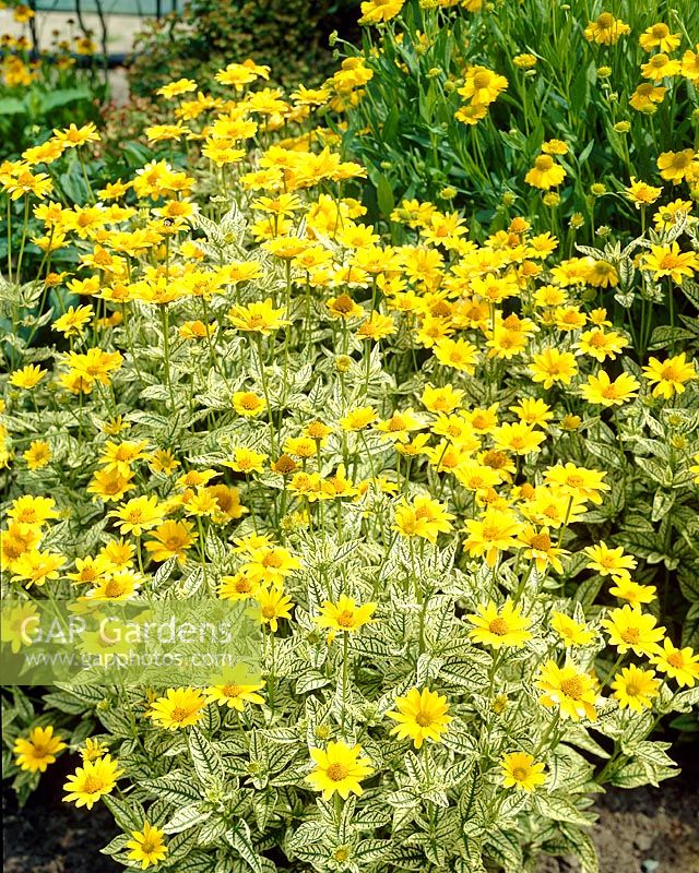 Heliopsis helianthoides 'Loraine Sunshine'