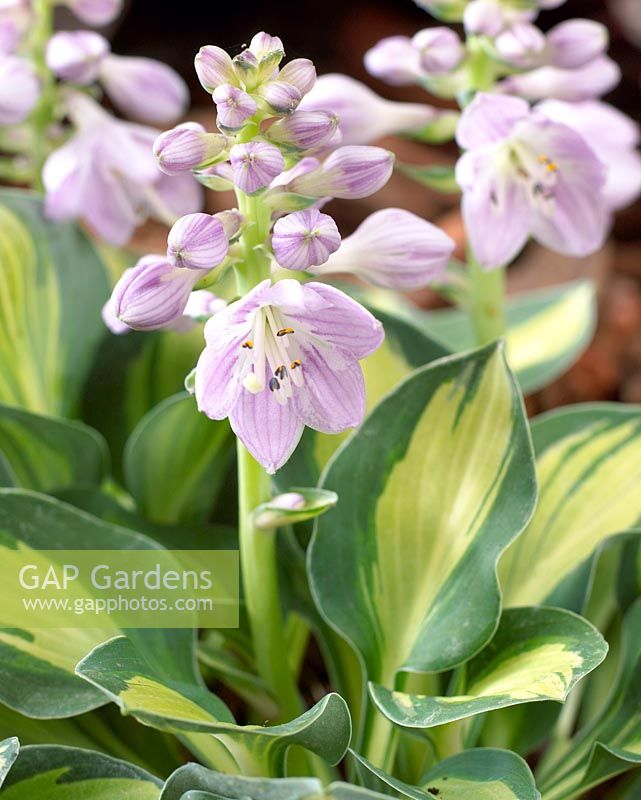 Hosta 'Holy Mouse Ears' - Pink flowering Hosta with variegated leaves 