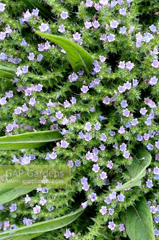 Echium pininana