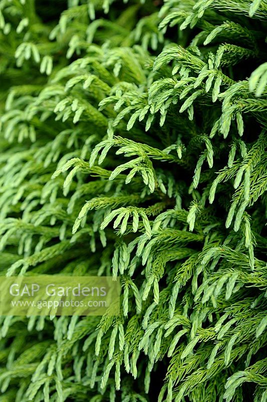 Cryptomeria japonica 'Elegans Compacta' - Japanese Cedar