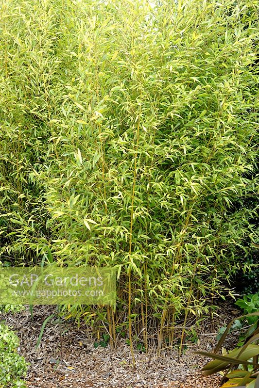 Phyllostachys aurea 'Koi' - Bamboo