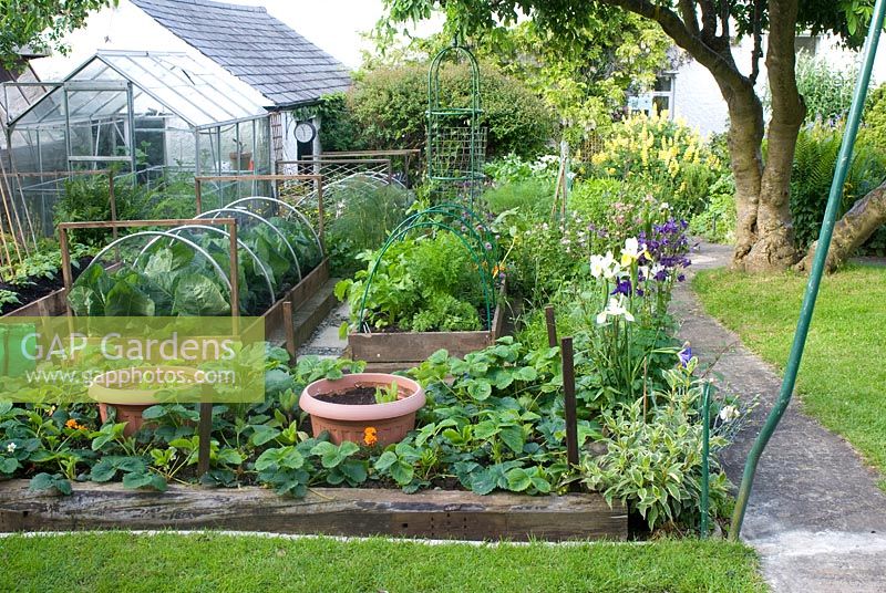 Vegetable plot in cottage garden with greenhouse 