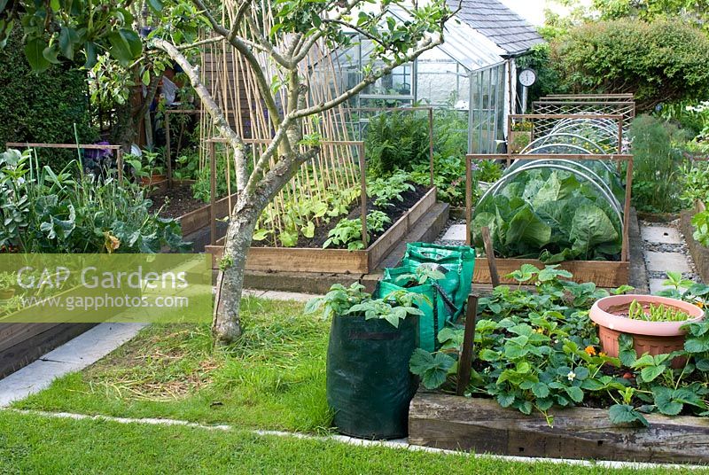 Fruit tree and vegetable plot in cottage garden