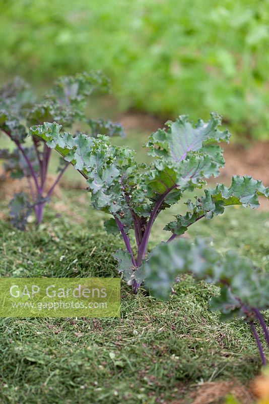 Kale 'Redbor' mulched with grass clippings