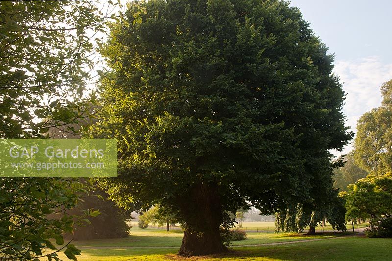 Ulmus procera - common Elm  