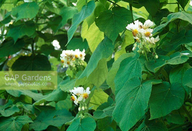 Sparmannia Africana