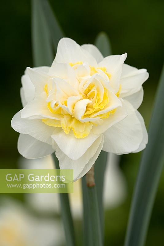 Narcissus poeticus 'Double White'